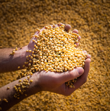 Sobre a Brasil Verde Fertilizantes